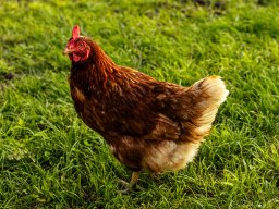 Fotowalk Pfarrwerfen - Bahnhof Werfen